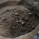 The skeletons in circular formation. (Image: National Institute of Anthropology and History (INAH))
